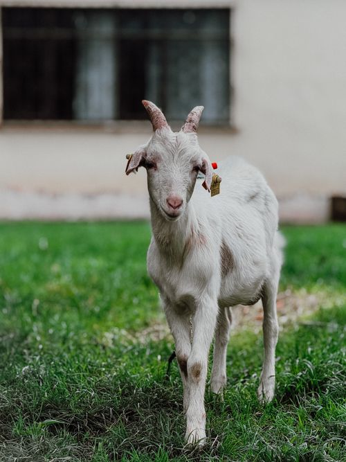 Free A curious white goat standing on green grass in Polonezköy, İstanbul. Stock Photo