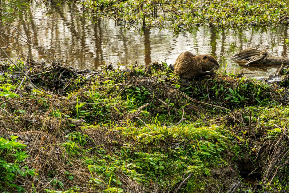 Beaver Reintroduction Proves Transformative for Wetland Restoration and Water Quality