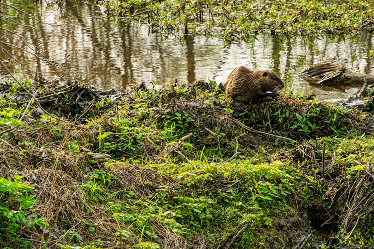 
A Beaver In The Wild