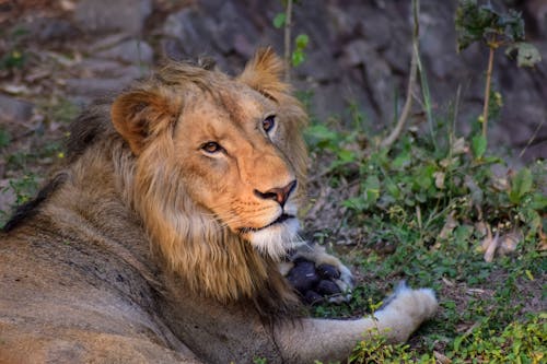 Photo Of A Lion