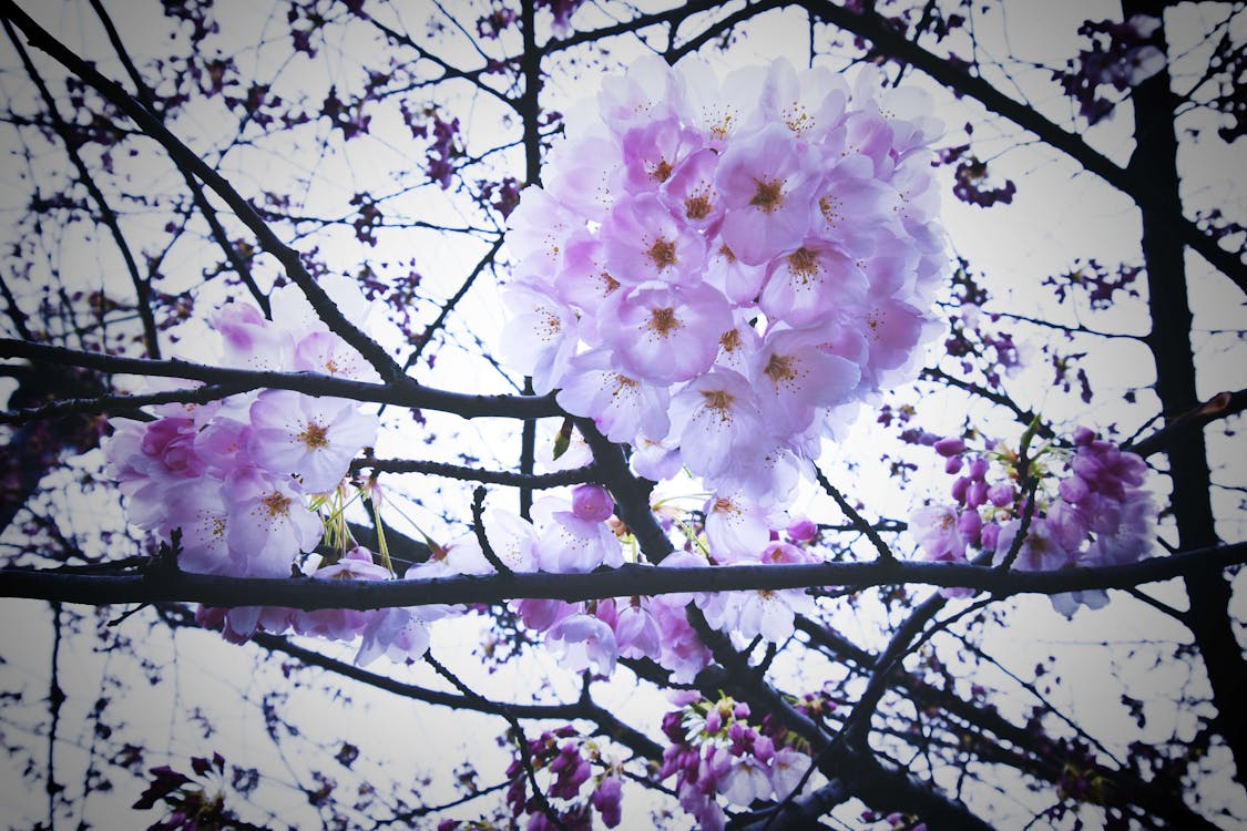 Foto stok gratis bunga, bunga sakura, pohon ceri