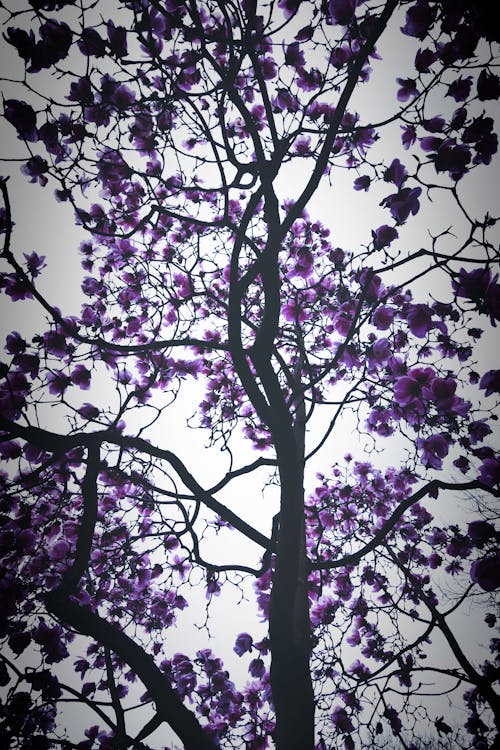 Foto d'estoc gratuïta de arbre, flors, magnòlia