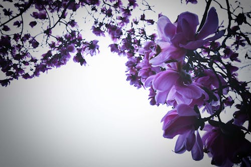 Immagine gratuita di albero, fiori, magnolia