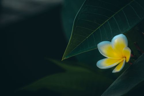Free A beautiful yellow plumeria flower with dark green leaves, captured in a low-light setting. Stock Photo