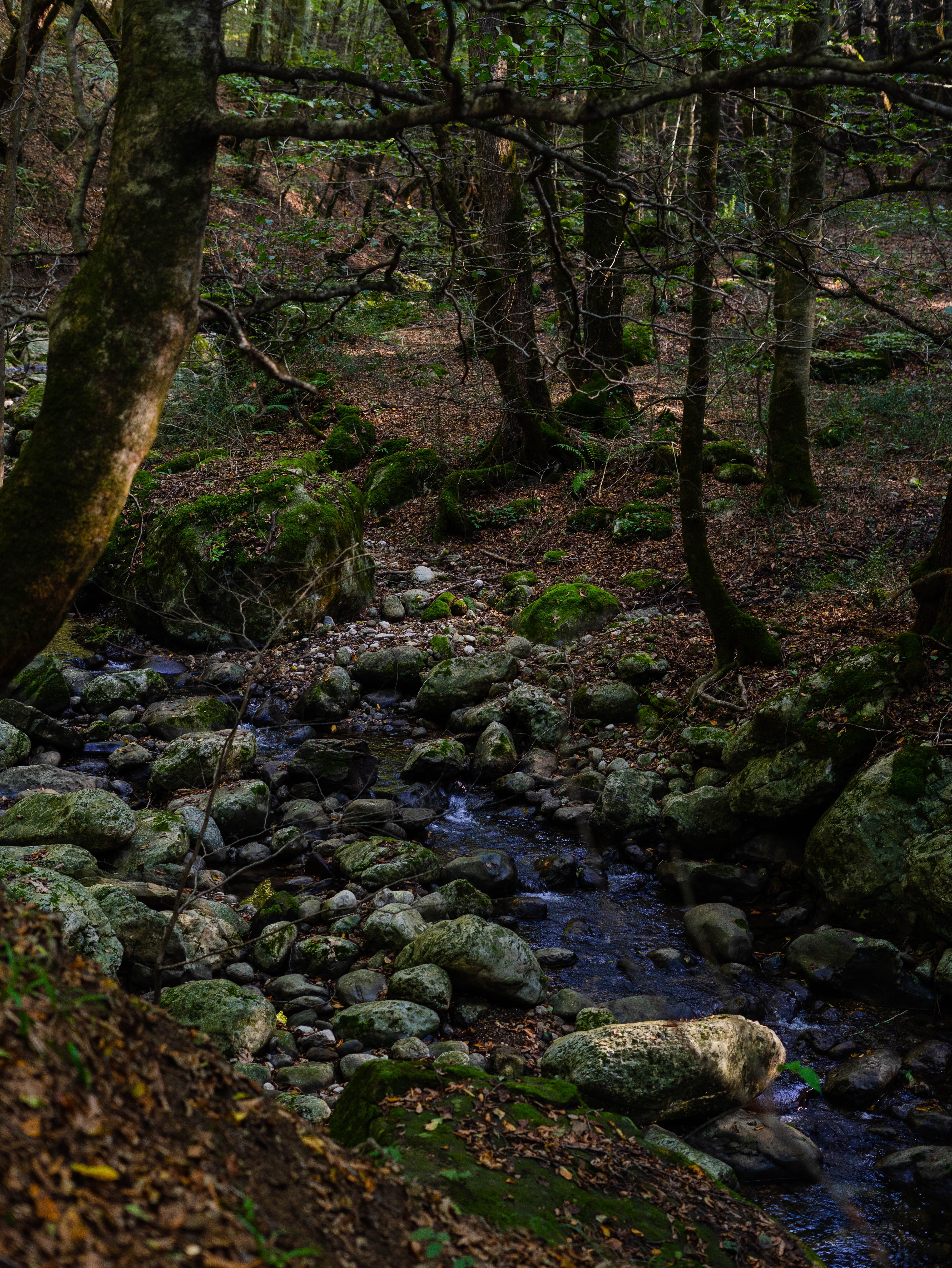 Tranquil Forest Stream in Iranian Woodland · Free Stock Photo