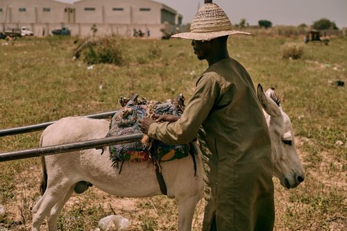 Free A Nigerian farmer in Katsina with a donkey in a sunlit field. Stock Photo