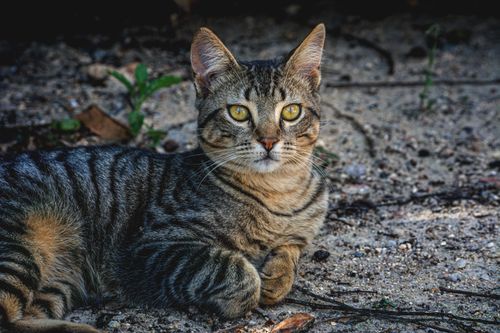 Free A tabby cat lies comfortably on sandy ground in Minas Gerais, Brazil, with striking yellow eyes. Stock Photo