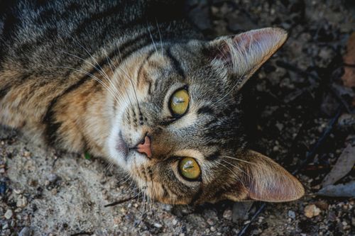Free Detailed close-up image of a tabby cat with striking yellow eyes lying on a gravel surface. Stock Photo