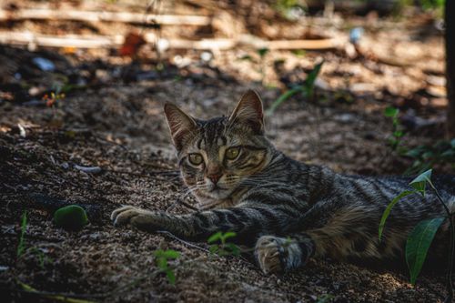 Free A relaxed tabby cat lounges in a shaded outdoor environment, capturing a calm and serene moment. Stock Photo