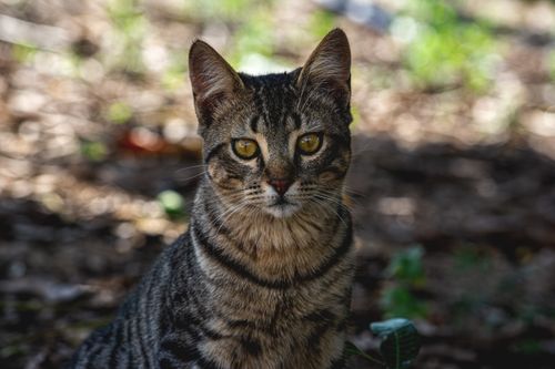 Free Capturing the intense gaze of a tabby cat in natural outdoor setting, vibrant eyes. Stock Photo