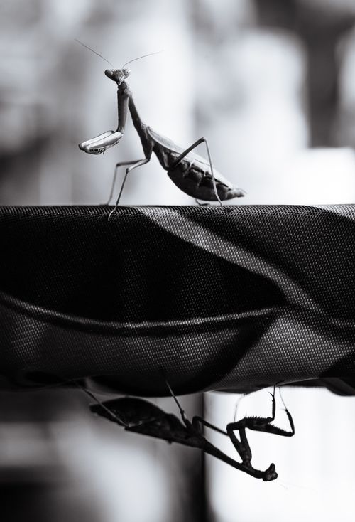 Free Artistic black and white photo of a praying mantis in close-up, showcasing its intricate details and textures. Stock Photo