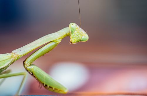 Free Close-up image of a green praying mantis poised on a branch with a soft blurred background. Stock Photo