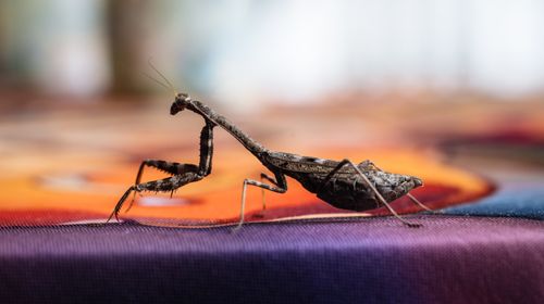 Free A detailed view of a praying mantis resting on a colorful fabric with soft background. Stock Photo