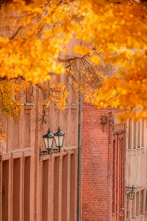 Free Beautiful autumn scene with golden leaves framing historic brick buildings in a cityscape. Stock Photo