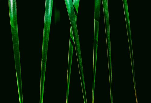 Free Close-up of vivid green plant stalks against a dark backdrop. Stock Photo