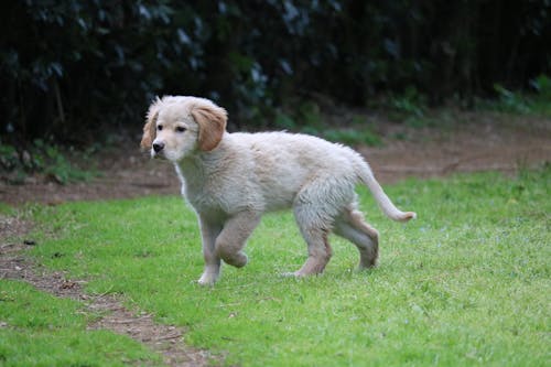 Yellow Labrador Retriever Running On Green Grass Field