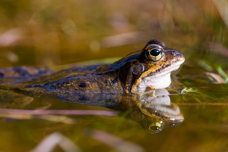 Frog On Water