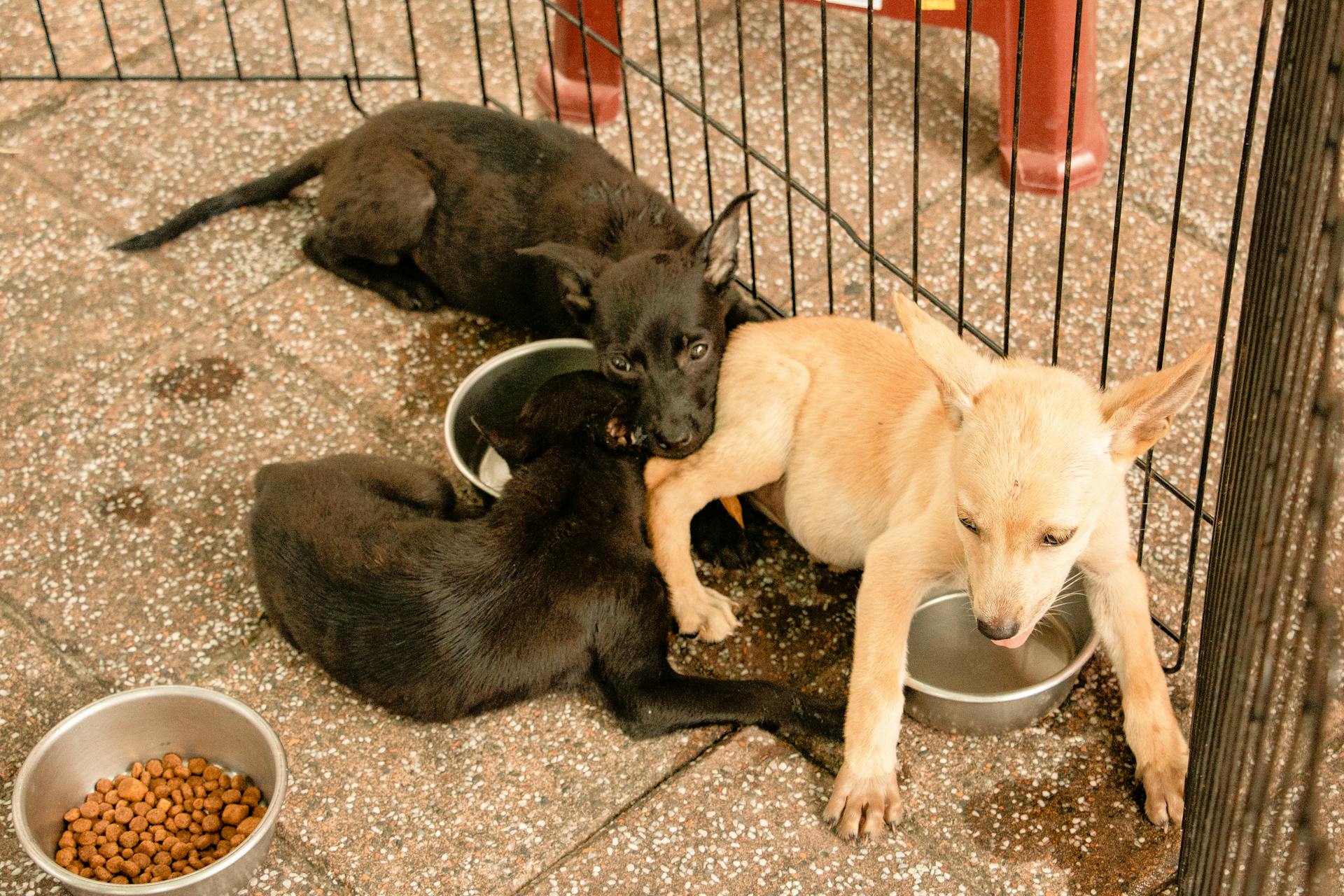 Schattige puppy's spelen op het tegelpad bij het hek.