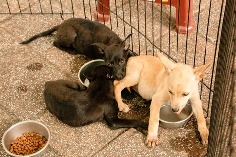 Why Won't My Dog Drink Out of a Stainless Steel Bowl? 7 Causes