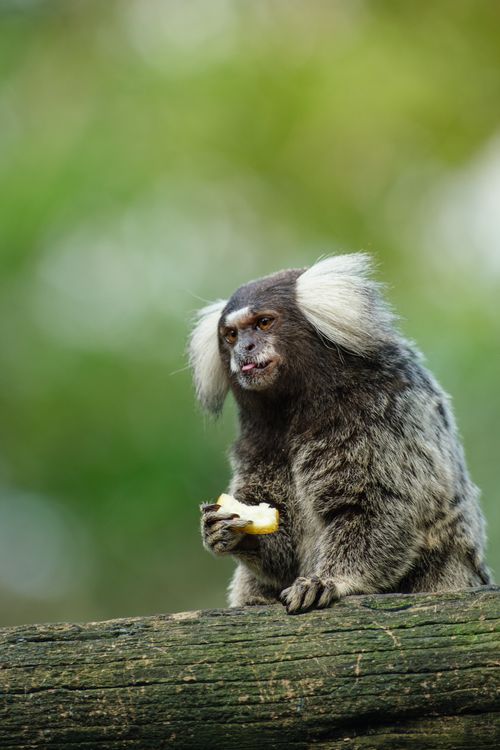 Free A common marmoset enjoys a snack while perched on a tree, showcasing its vibrant fur and natural habitat. Stock Photo
