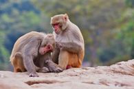 Cute macaque with smooth fur revising head of primate friend while sitting on dry uneven surface in zoological garden