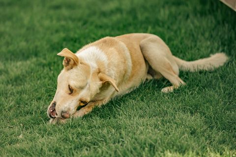 Köpeğim Neden Çim Yiyor? Kusma, Riskler ve Ne Zaman Veteriner? (2026)