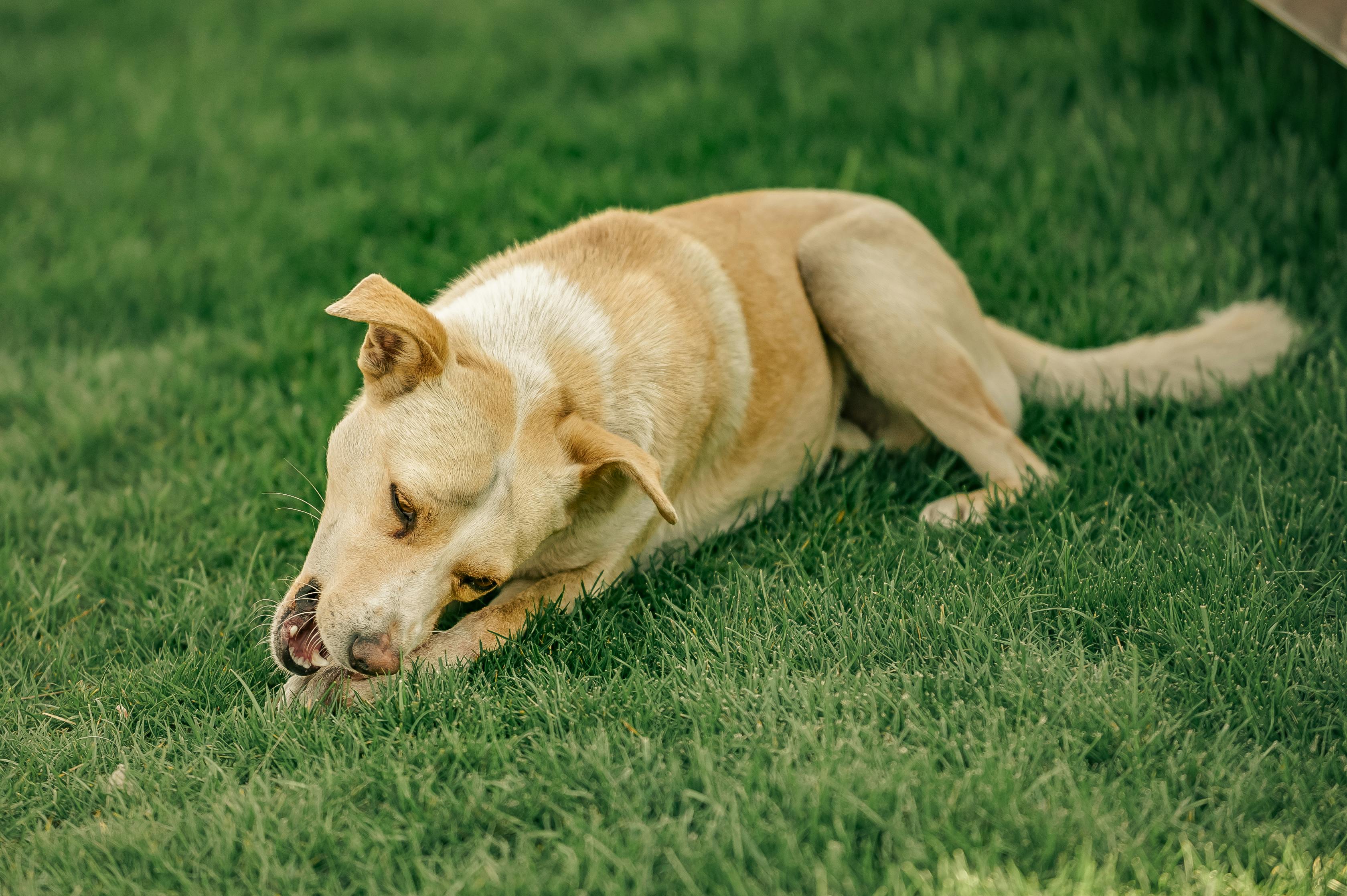 Brown Dog Running on Field · Free Stock Photo