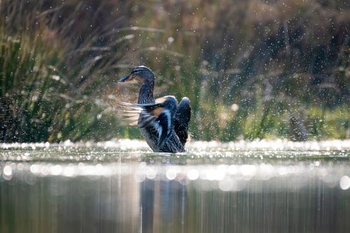 Free Captivating image of a waterfowl splashing in a lake in Hamburg, Germany, showcasing vibrant wildlife action. Stock Photo