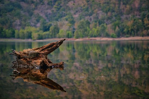Picturesque view of silent lake reflecting tree snag on surface