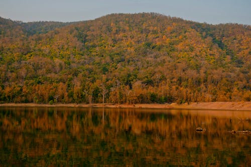 Kostenloses Stock Foto zu bäume, draußen, fluss