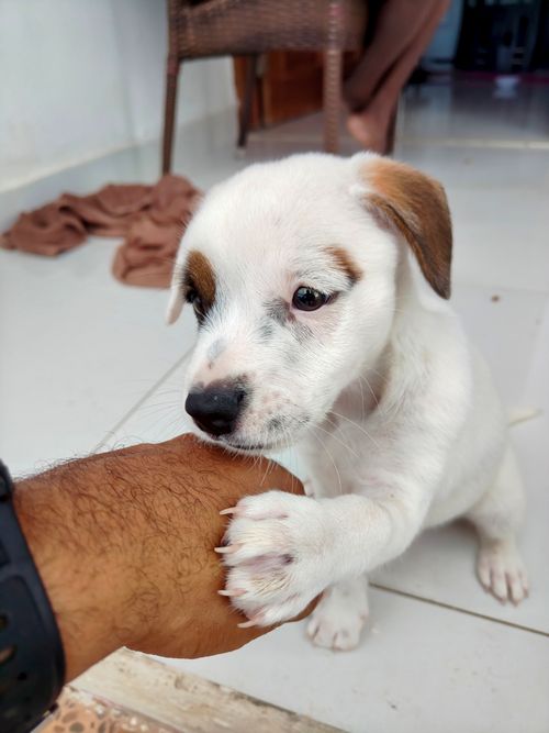 Free Cute puppy with white and brown fur holding a human hand in a cozy indoor setting. Stock Photo