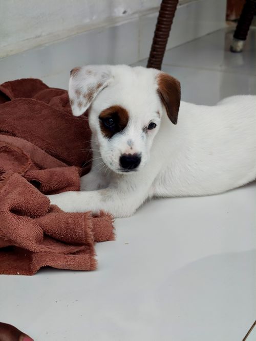 Free Adorable white puppy with brown patches lying on a brown blanket indoors. Stock Photo