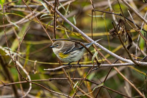 Free A yellow-rumped warbler (Setophaga coronata) perched among autumn branches. Perfect for birdwatching enthusiasts. Stock Photo