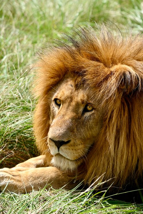 Free Close-up of a majestic lion with lush mane resting in grassy savanna, showcasing wild beauty. Stock Photo