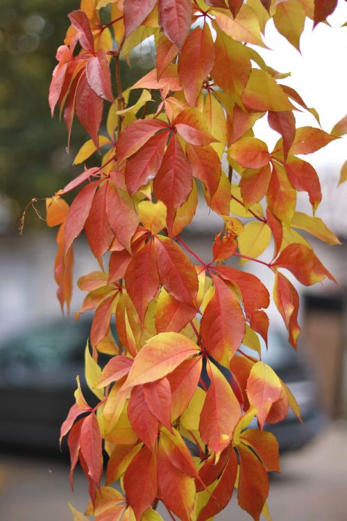 Free Detailed capture of vivid red and yellow autumn leaves in a vertical arrangement. Stock Photo