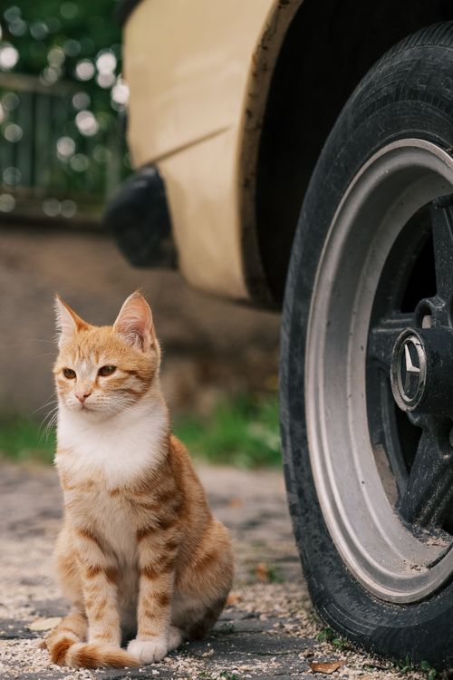 Free A ginger tabby cat sits attentively next to a car tire in an outdoor setting. Stock Photo