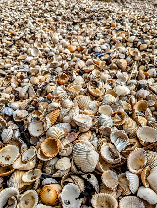 Free A diverse collection of seashells scattered on a tropical beach, ideal for nature and travel imagery. Stock Photo
