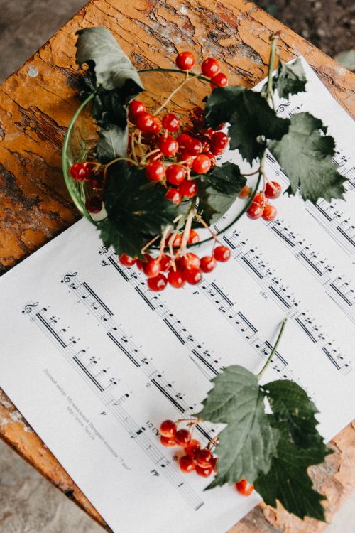 Free A rustic arrangement of red currants on sheet music evokes a musical theme with natural elements. Stock Photo