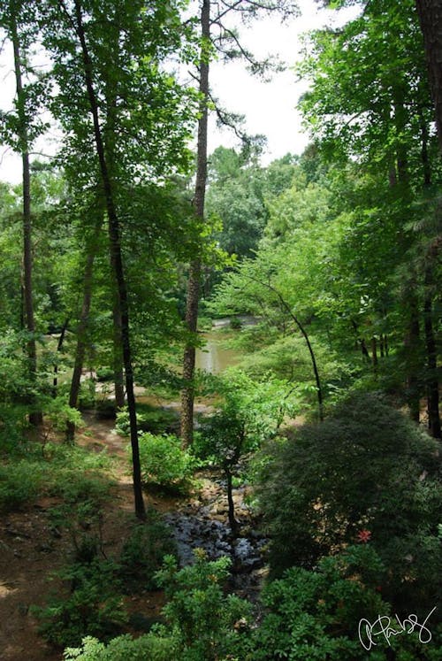 Free stock photo of creek, hike, outdoors Stock Photo