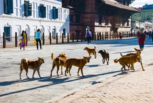 Free Street dogs and people on a sunny day in a historical urban area. Stock Photo
