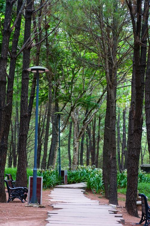 Free Tranquil pathway surrounded by lush greenery in a Hue, Vietnam park, ideal for relaxation. Stock Photo