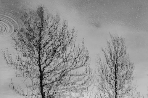 Free Black and white reflection of trees in water creating an abstract and serene effect. Stock Photo