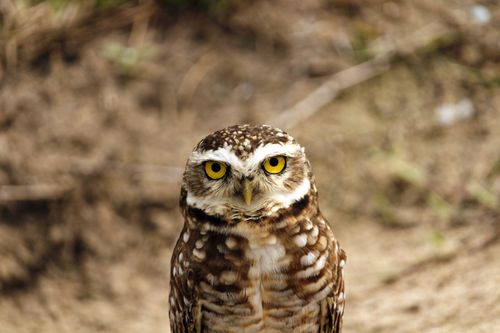 Free Close-up of a burrowing owl with striking yellow eyes in Paraná, Brazil. Stock Photo