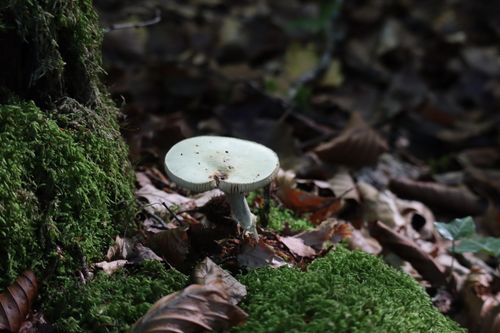 Free A wild mushroom growing among moss and leaves in a forest, captured during daytime. Stock Photo