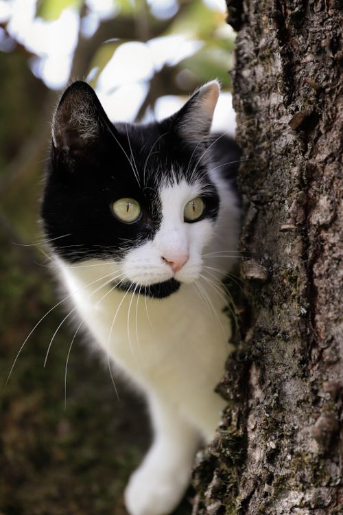 Free A black and white cat curiously peers from behind a tree, surrounded by autumnal foliage. Stock Photo
