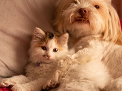 Free A fluffy kitten and a dog cuddling on a bed, showcasing a heartwarming bond. Stock Photo
