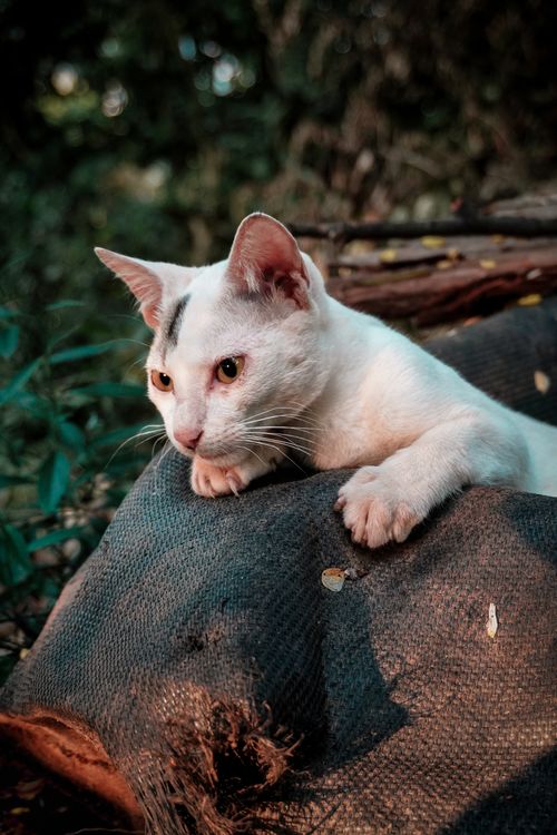Free A thoughtful white cat resting on an outdoor surface with greenery in the background. Stock Photo