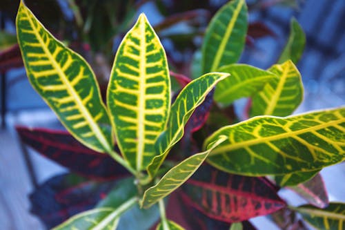 Free stock photo of backyard, blue, bush