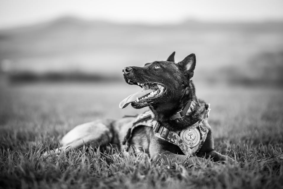 Unlocking Secrets: How Drug Sniffing Dogs Detect Substances