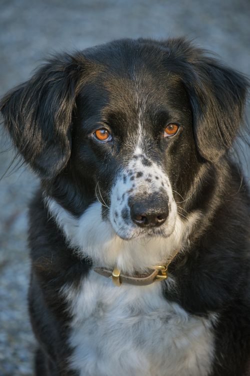 Free Close-up portrait of a black and white dog with soulful eyes and a collar. Stock Photo